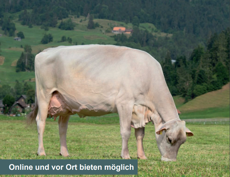 Katalog Auktion Chommle Gunzwil 20.10.2021